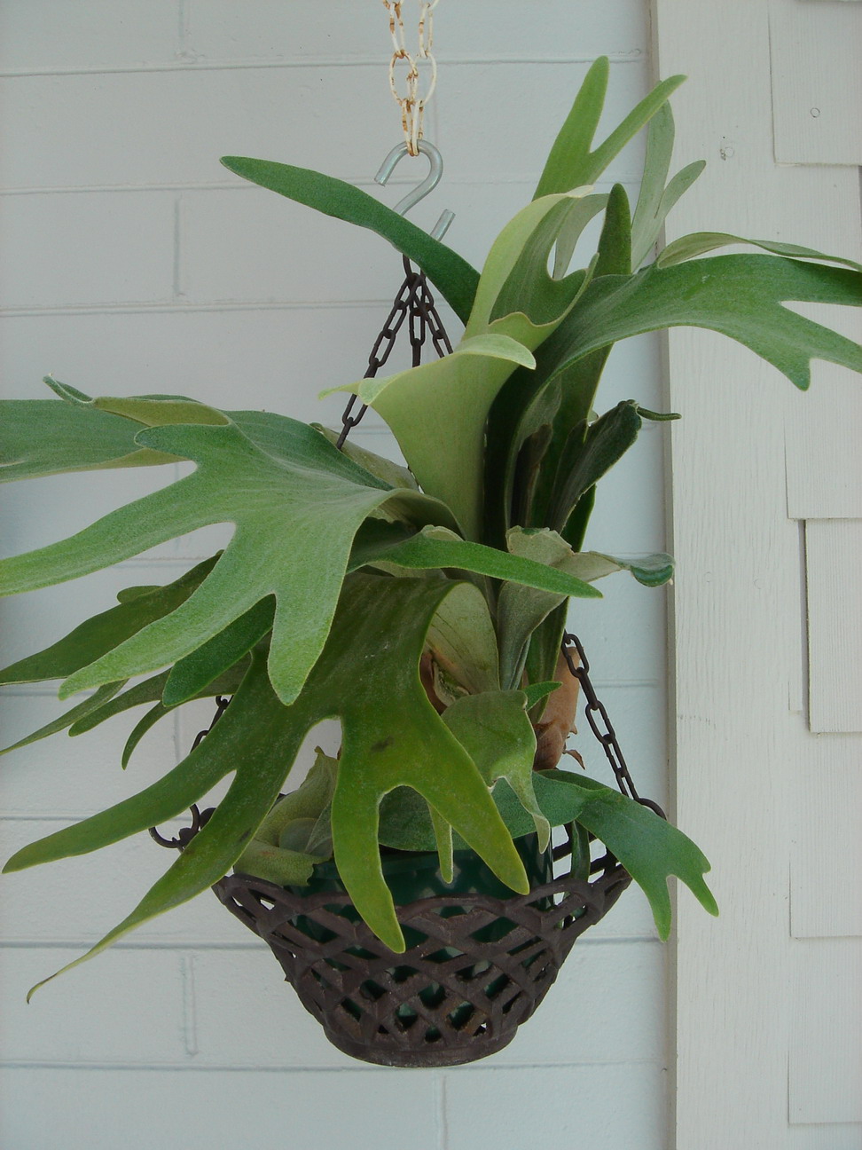 Elkhorn Fern